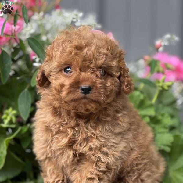 Connor, Cavapoo Puppy